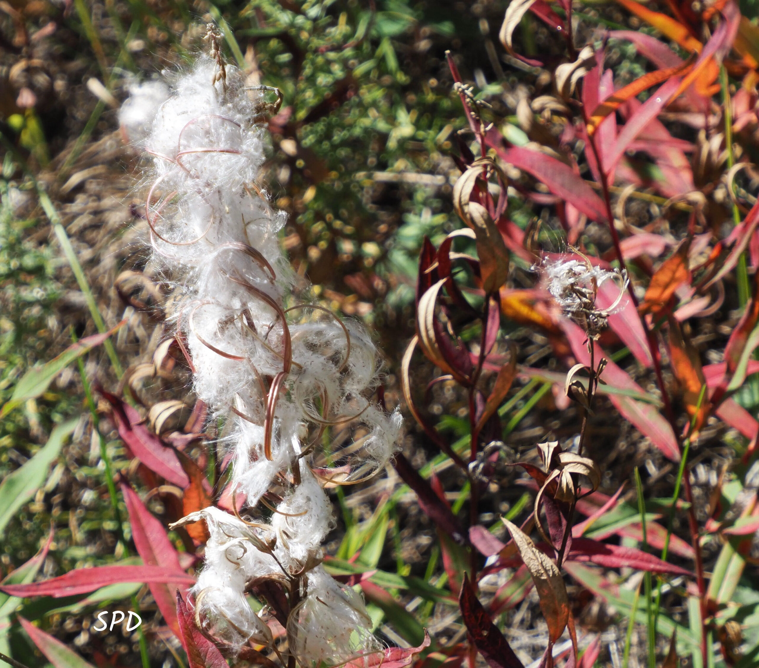 Fireweed seedhead in falll