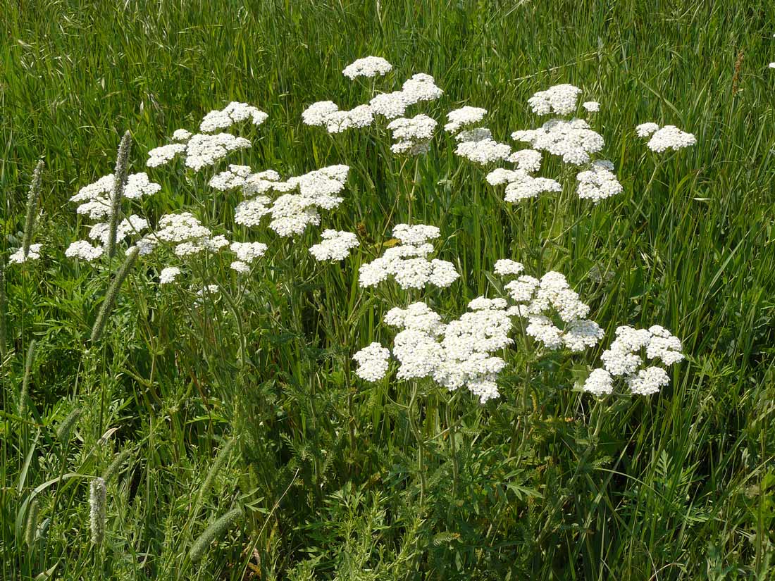 a photo of a patch of common yarrow in bloom