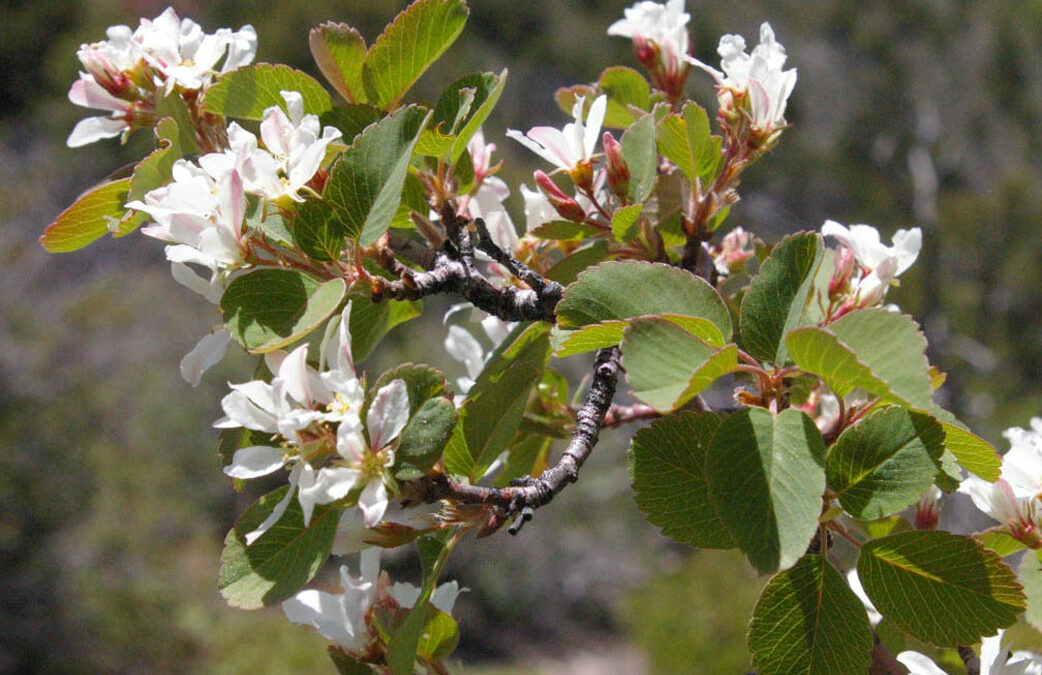 Utah Serviceberry (Amelanchier alnifolia var. utahensis)