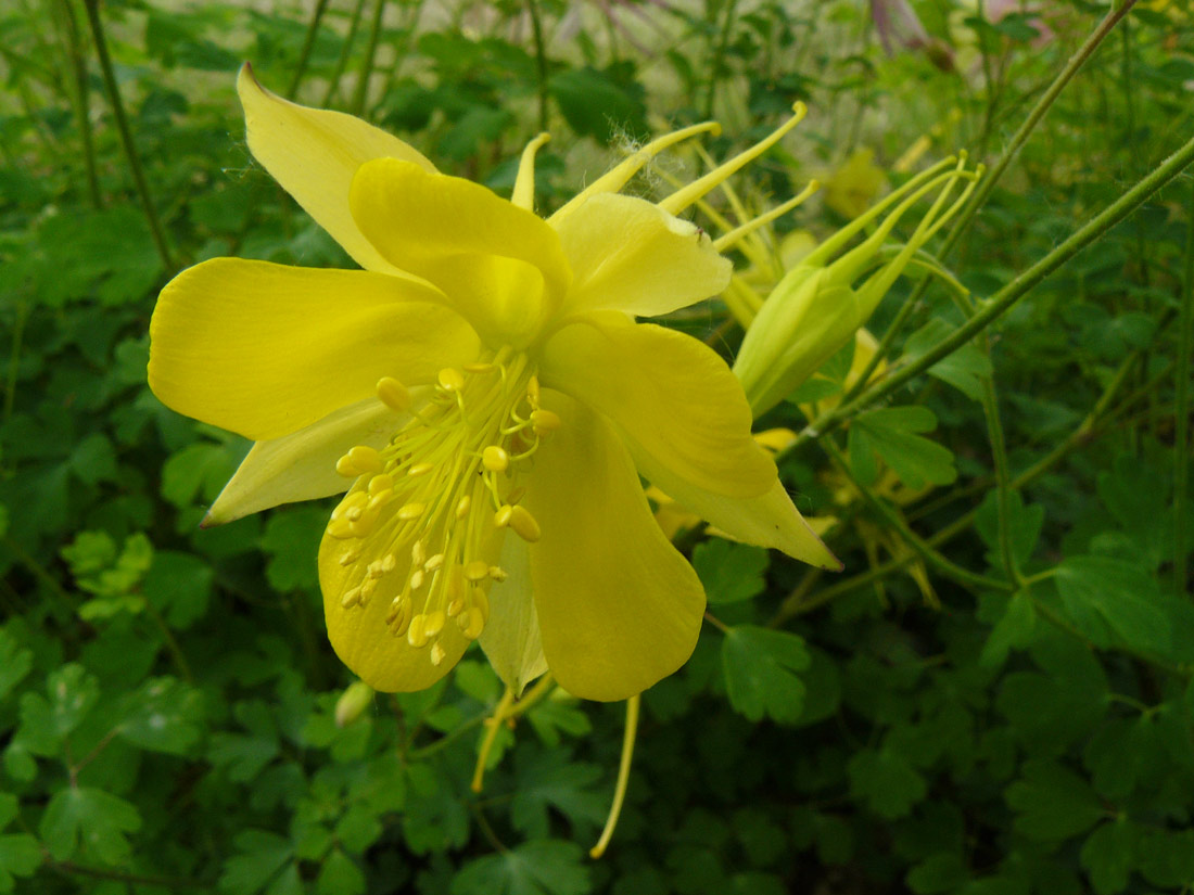 a close up photo of a golden columbine flower in bloom