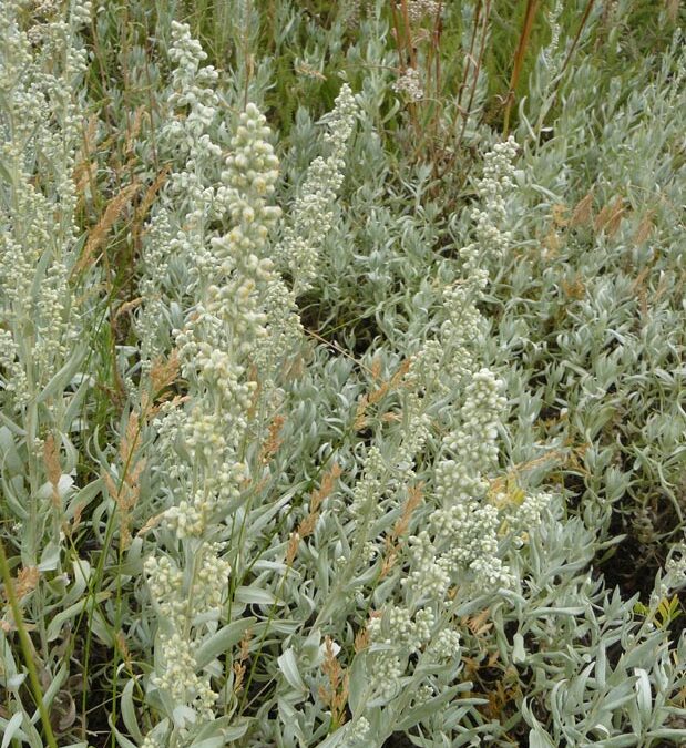 Louisiana Sagewort (Artemisia ludoviciana)