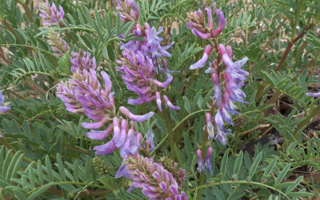 Two-grooved Milkvetch (Astragalus bisulcatus)Tow-grooved Milkvetch (Astragalus bisulcatus)