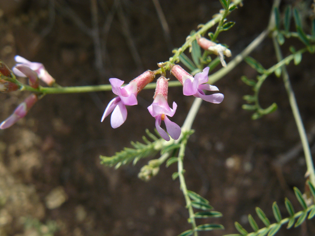 a photo of a branch of flexible milkvetch in bloom