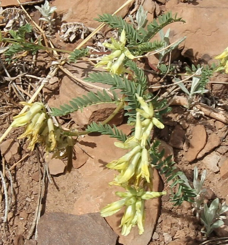 a photo of a Rocky Mountain Milkvetch in bloom