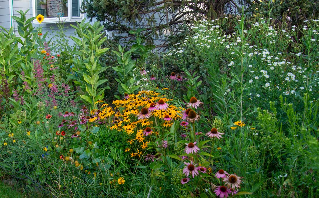 a photo of a garden with lots of native plants