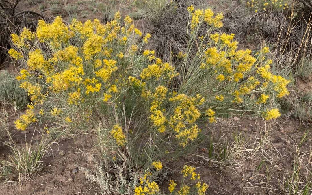 Viscid Rabbitbrush (Chrysothamnus viscidiflorus)