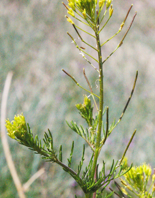 Flixweed (Descurainia sophia)