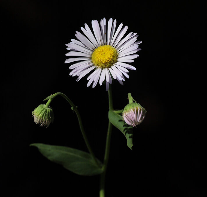 Coulter’s Daisey (Erigeron coulteri)