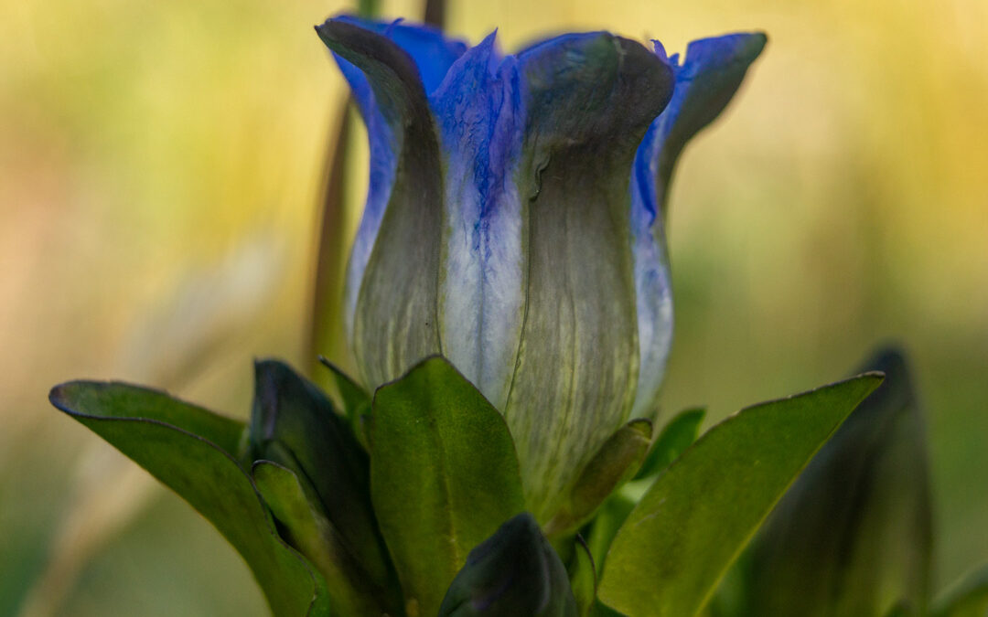 Parry’s Gentian (Gentiana parryi)