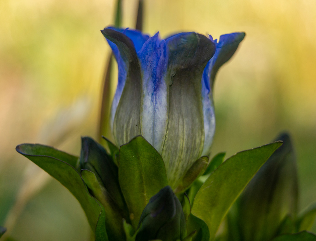 a close-up photo of one Parry's gentian flower