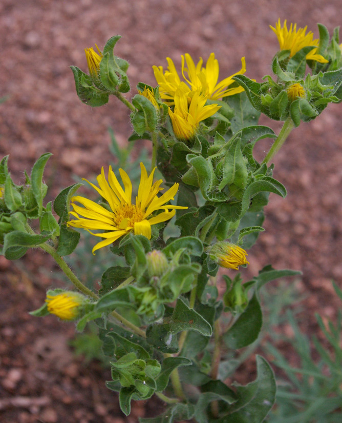 a photo of a hairy false goldenaster plant in bloom