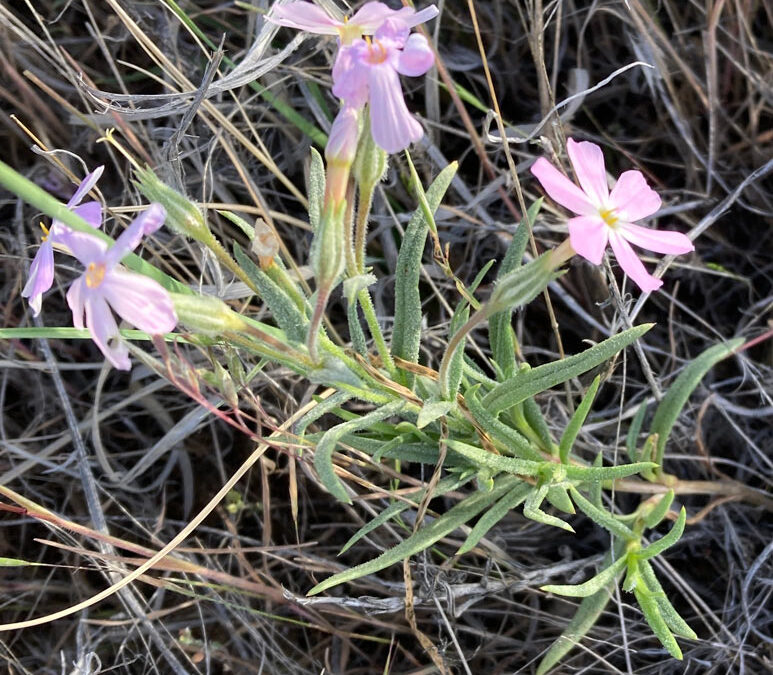 Longleaf Phlox (Phlox longifolia)