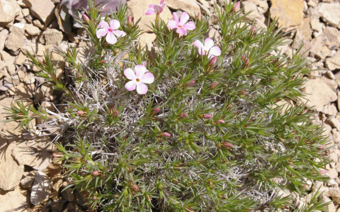 Carpet Phlox (Phlox hoodii)