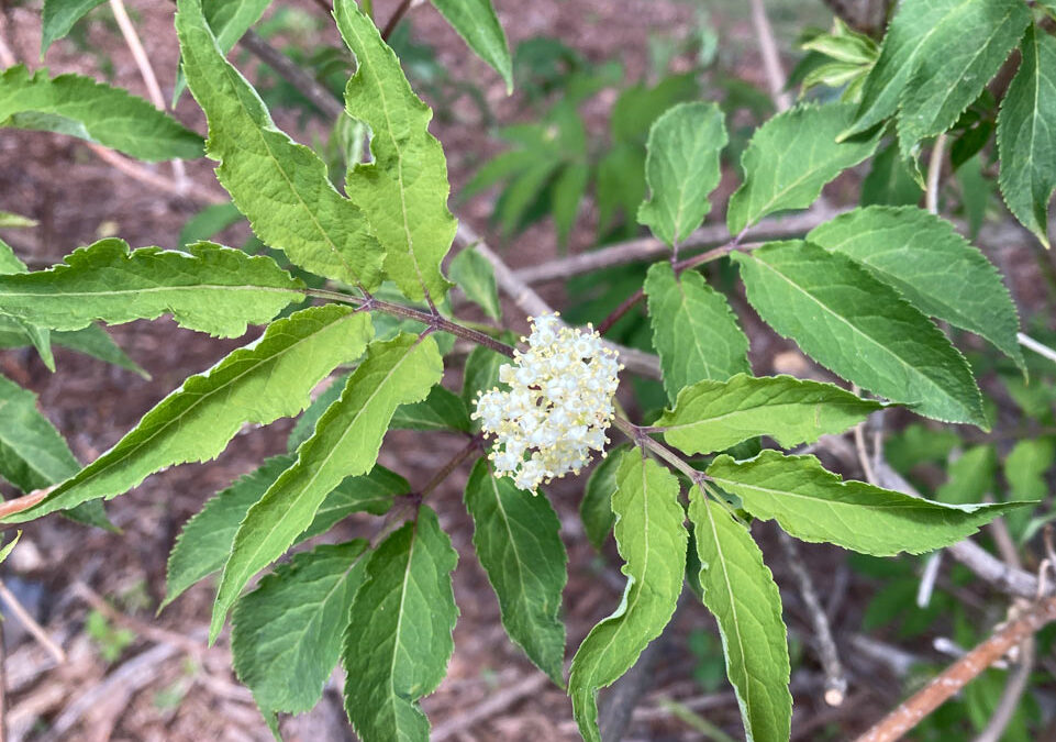 Common Elderberry (Sambucus canadensis)