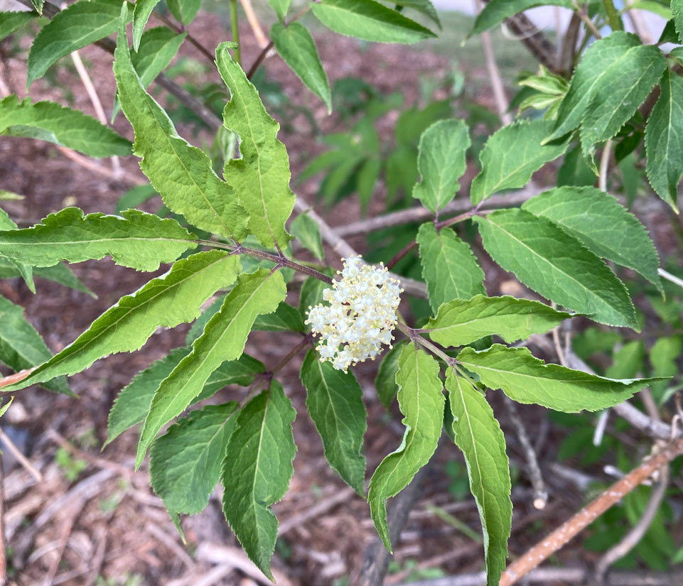 a photo of a common elderberry shrub in bloom