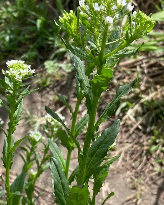 Field Pennycress (Thlaspi arvense)