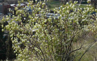 Serviceberry: A shrub for all seasons