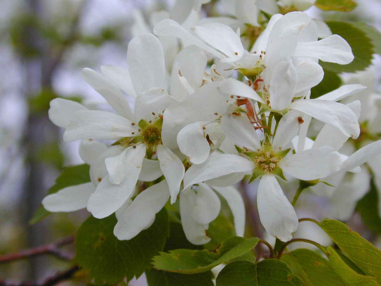 Serviceberry: A Shrub for All Seasons - Colorado Native Plant Society