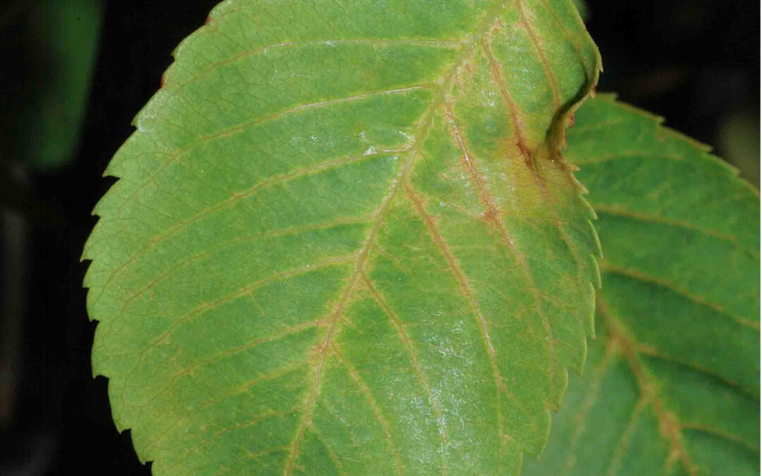 green serviceberry leaf
