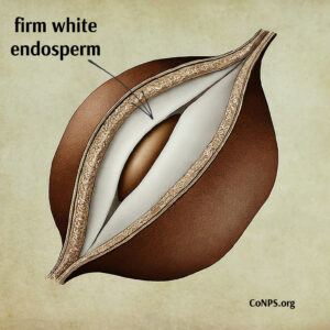 firm white endosperm