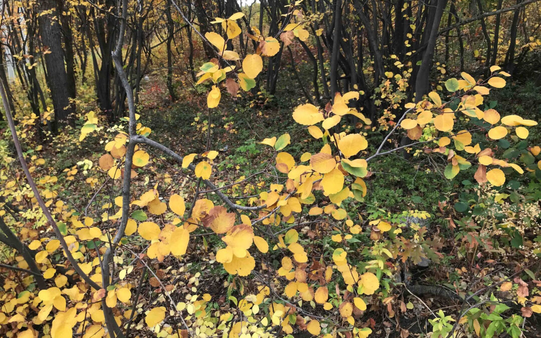 Serviceberry shrub in fall