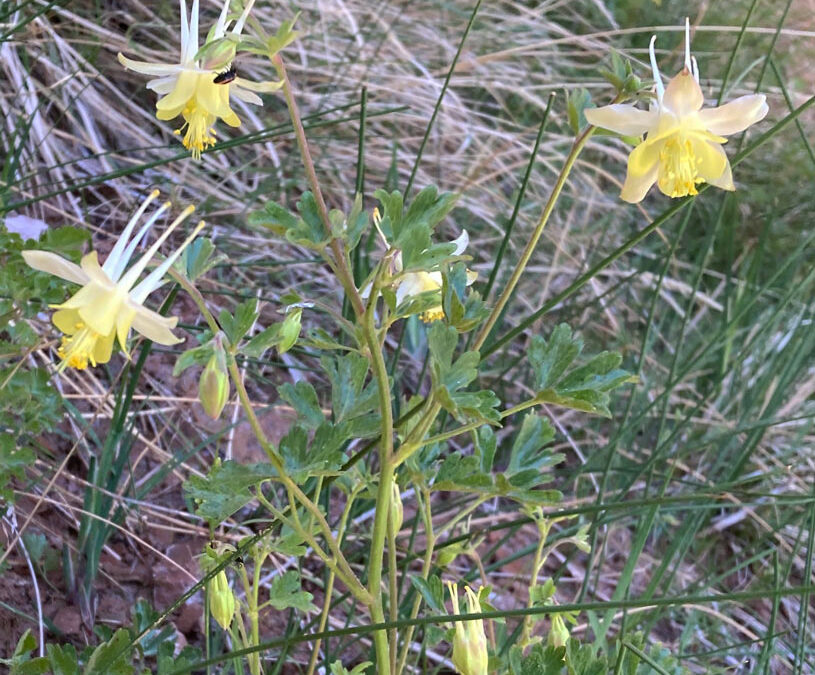 Mancos Columbine (Aquilegia micrantha)