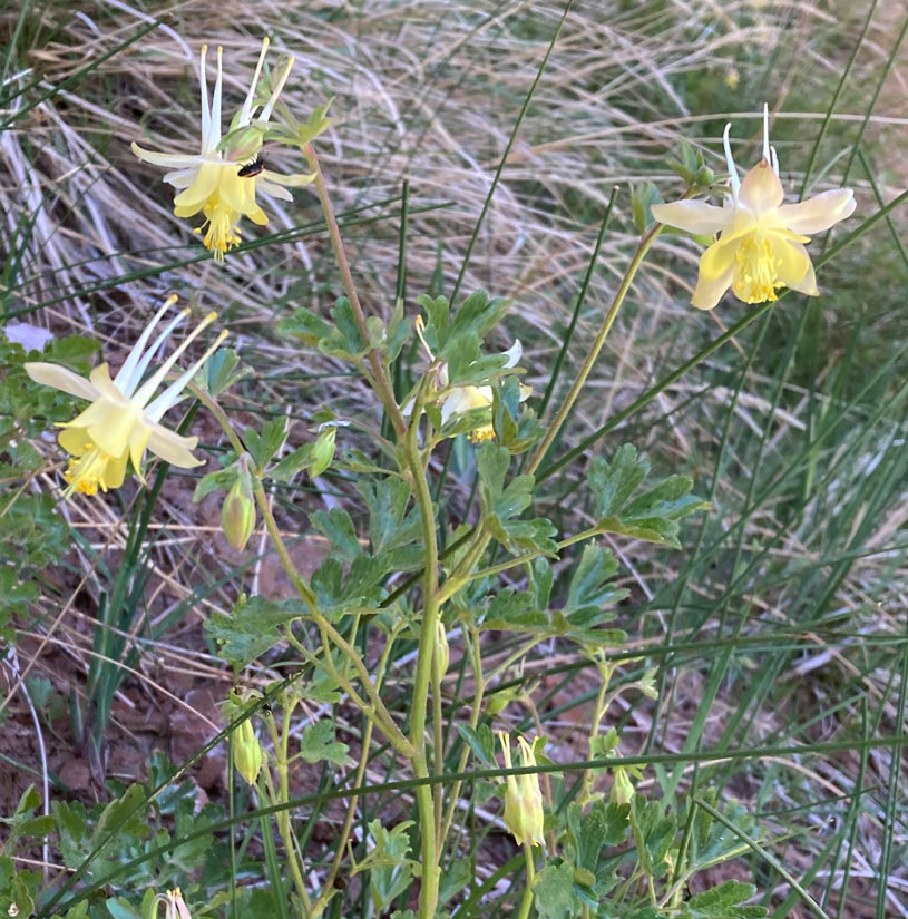a photo of several mancos columbine plants in bloom
