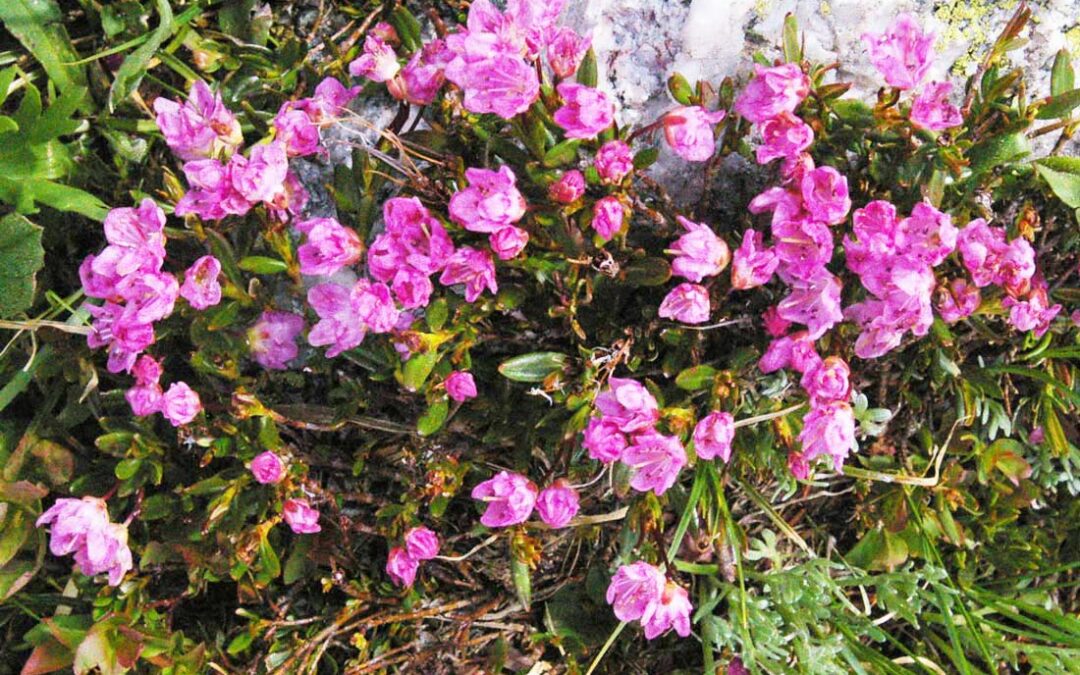 Alpine Laurel (Kalmia microphyllua)
