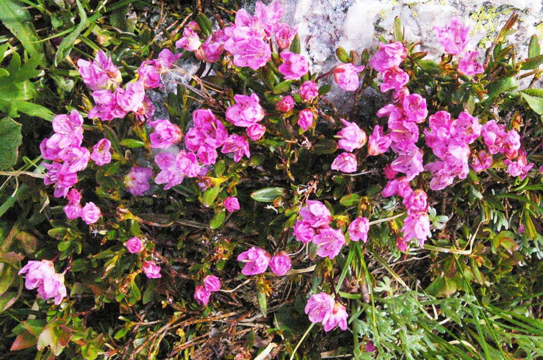 a photo of an alpine laurel shrub in full bloom