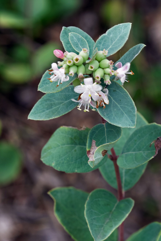 a photo of a wolfberry shrub in bloom