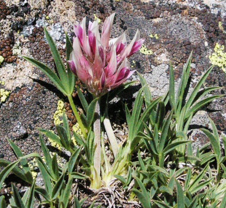Parry’s Clover (Trifolium parryi)