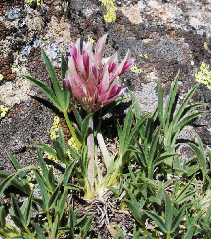 a photo of a Parry's Clover flower in bloom