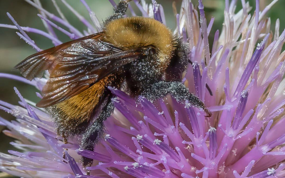 Nevada Bumblebee (Bombus nevadensis)