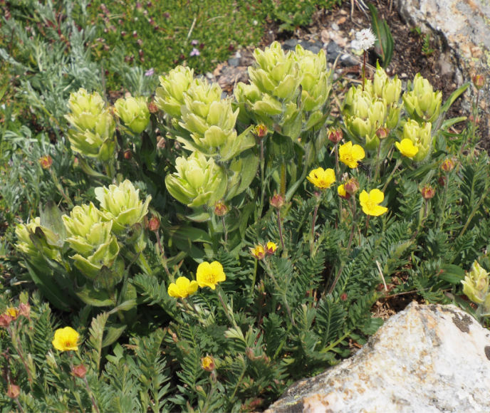 Castilleja occidentalis