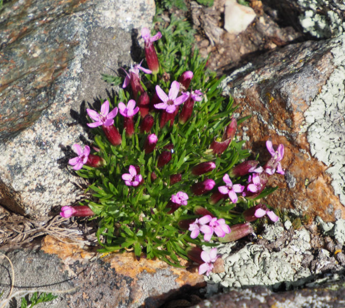 moss campion