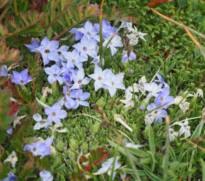 dwarf phlox