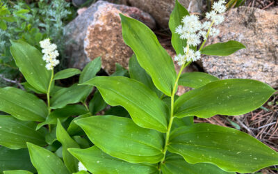 Solomon’s Seal: A Good Native Plant for Shady Gardens