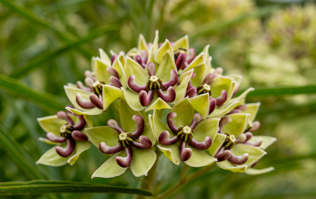 a close-up photo of a spider milkweed plant