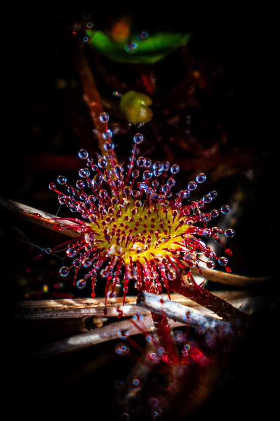 Close-up photo of a Roundleaf Sundew flower