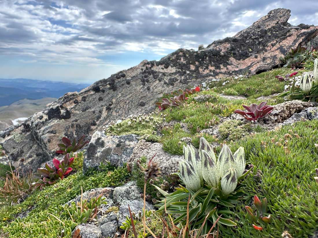 a photo of a landscape with Arctic gentian plants