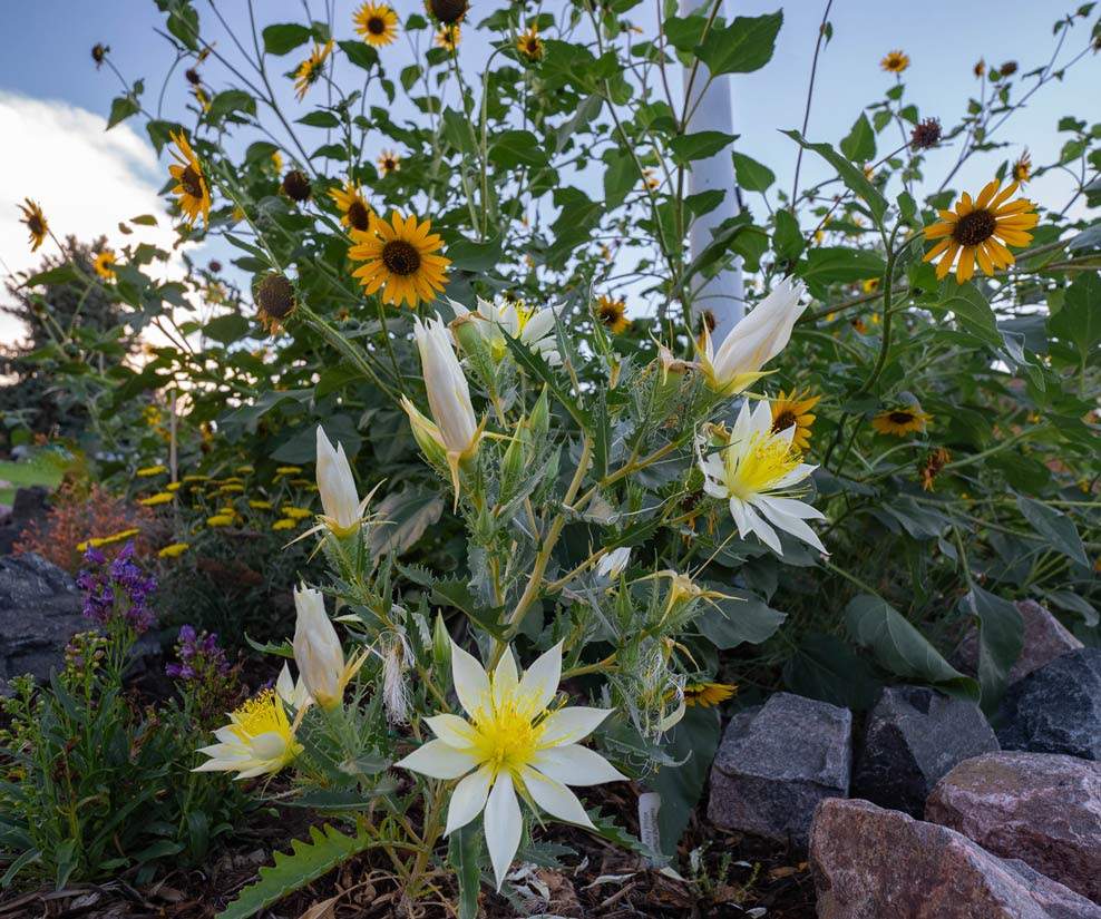 a photo with stiff sunflowers and ten petal blazing star flowers