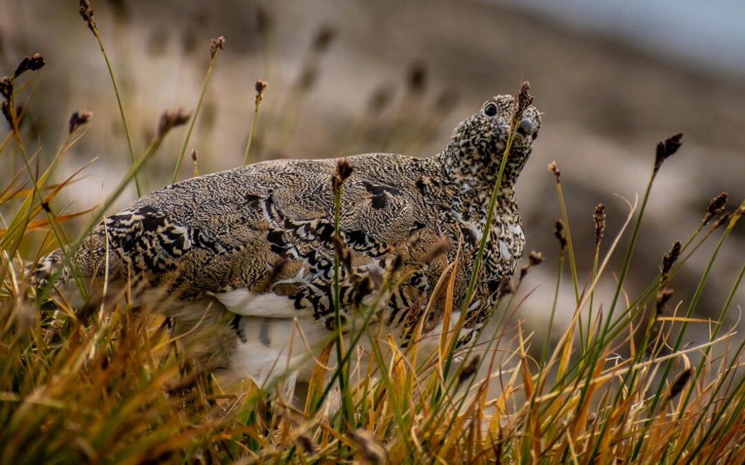 2024 Photo Contest, 1st Place (tie), Native Plants and Wildlife Category