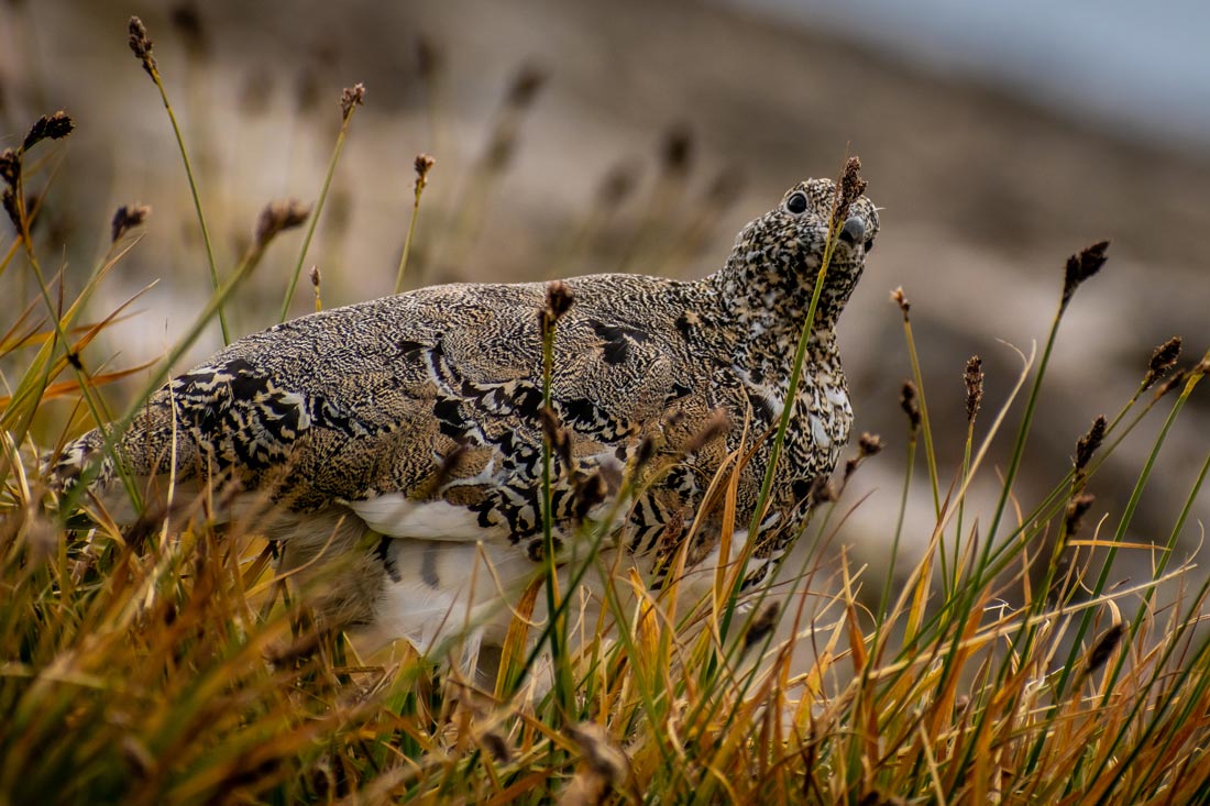 a photo of a Ptarmigan in some sedges