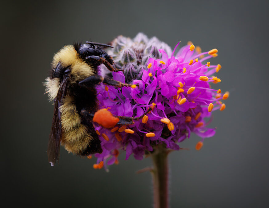 2024 Photo Contest, 1st Place (tie), Native Plants and Wildlife Category