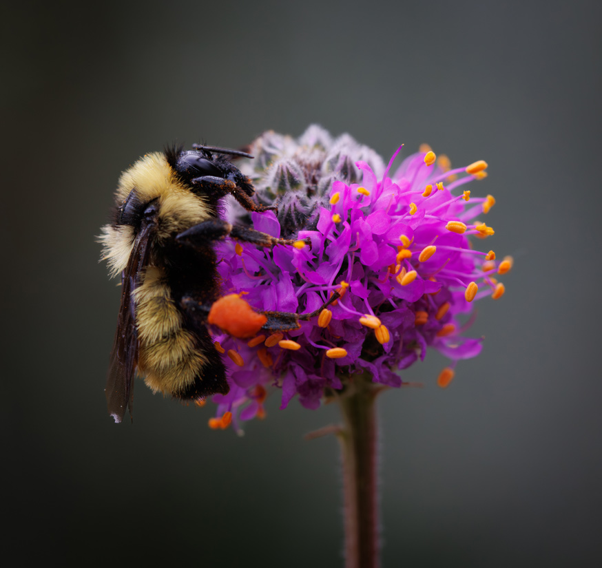 a bumble bee on a purple prairie clover plant