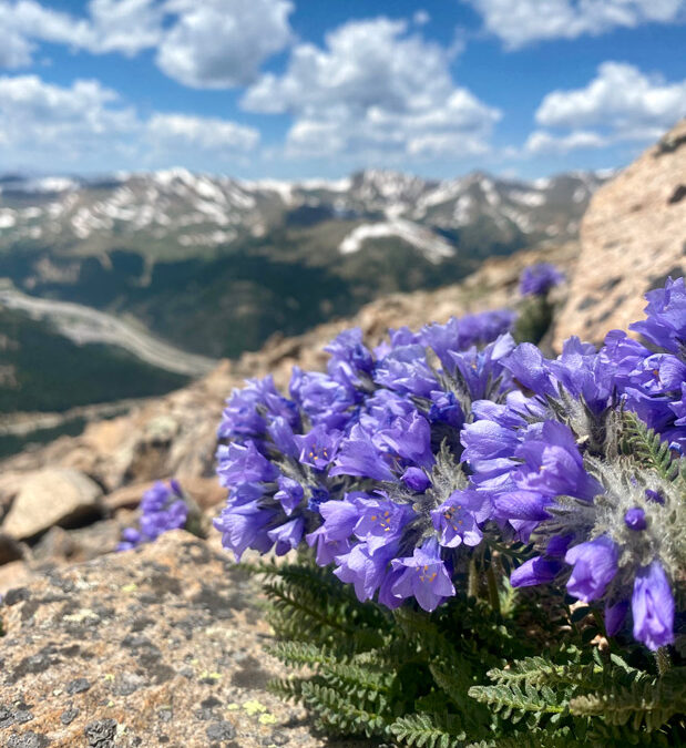 2024 Photo Contest, 2nd Place, Native Plants Category