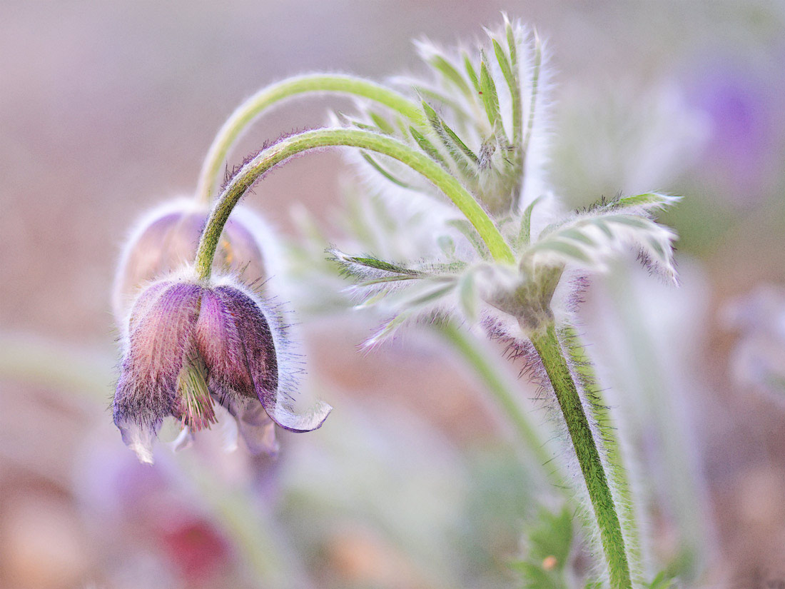 a photo of a Pasque Flower