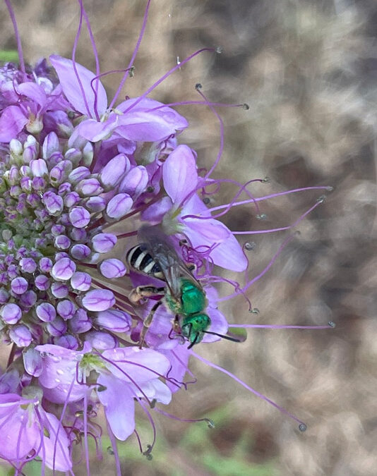 2024 Photo Contest, 2nd Place (tie), Native Plants and Wildlife Category