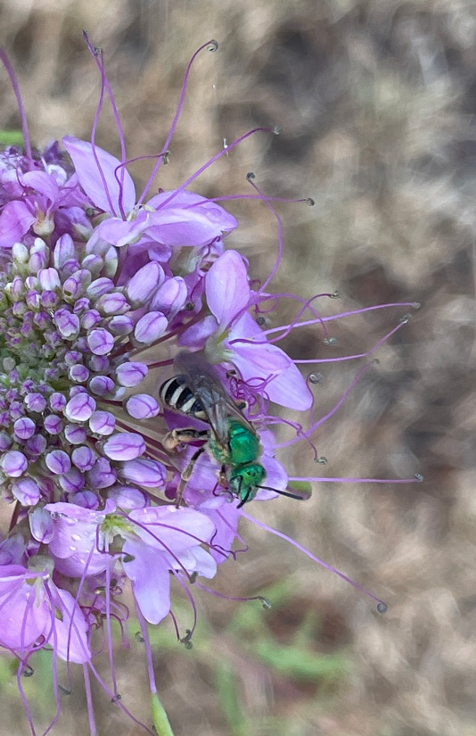 a photo of a green metalic sweat bee on a rocky mountain bee plant