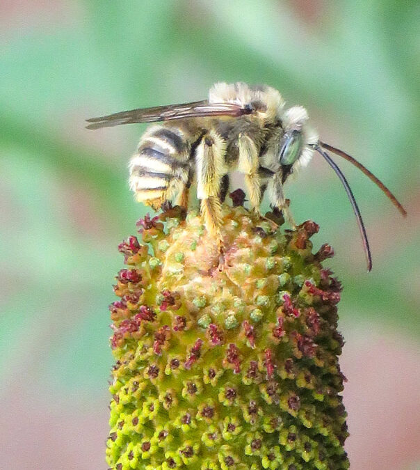 2024 Photo Contest, 2nd Place (tie), Native Plants and Wildlife Category